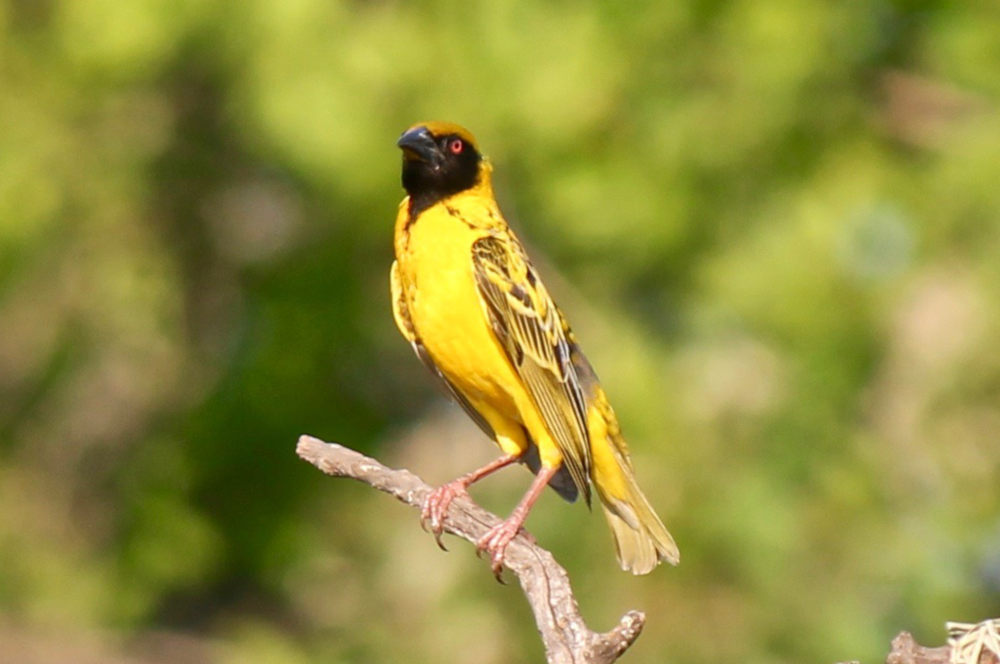 dal Sud Africa: Tessitore dei villaggi (Ploceus cucullatus)